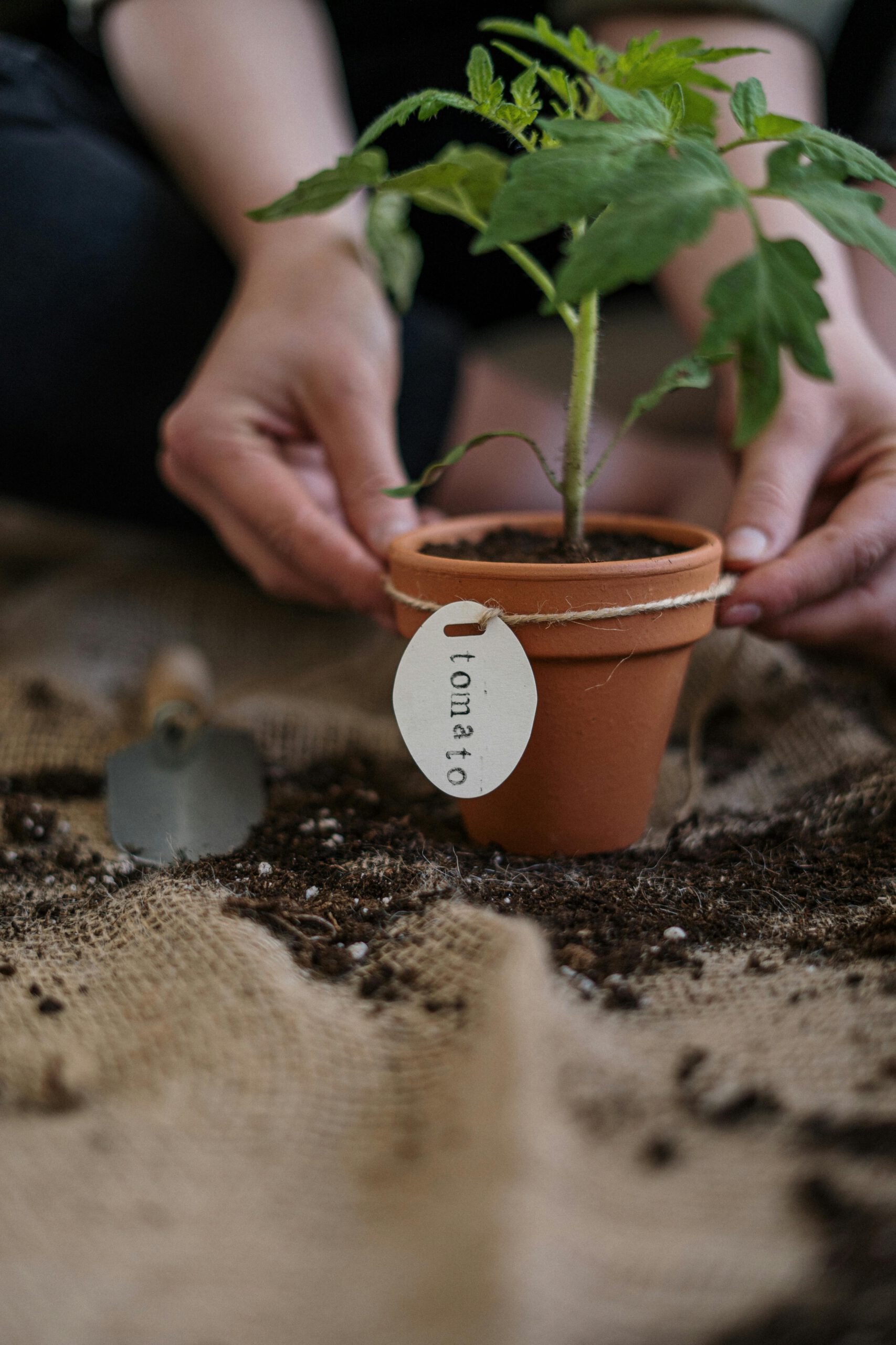Close-up of a person planting a tomato seedling in a pot, focusing on organic gardening practices.